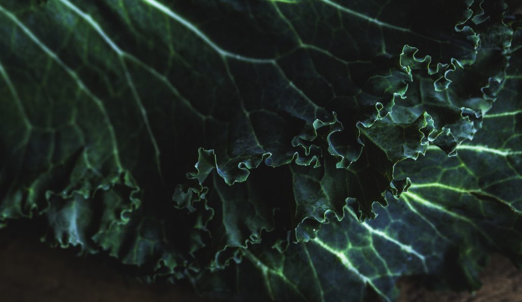 A close up photo of curly kale